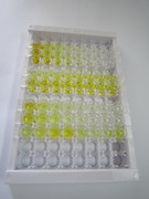 ELISA Kit for Cholinergic Receptor, Nicotinic, Alpha 7 (CHRNa7)