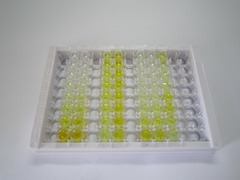 ELISA Kit for Adenomatosis Polyposis Coli Protein (APC)