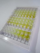 ELISA Kit for Bcl2 Antagonist/Killer 1 (BAK1)