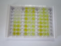 ELISA Kit for Bradykinin Receptor B2 (BDKRB2)