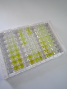 ELISA Kit for Brain Specific Angiogenesis Inhibitor 1 (BAI1)