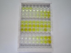 ELISA Kit for Creatine Kinase, Mitochondrial 2, Sarcomeric (CKMT2)