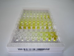 ELISA Kit for Charcot Leyden Crystal Protein (CLC)