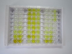 ELISA Kit for Carnitine Acetyltransferase (CRAT)