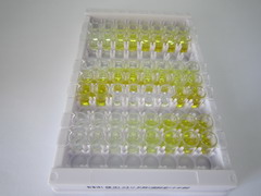 ELISA Kit for Endoplasmic Reticulum To Nucleus Signalling 1 (ERN1)