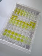 ELISA Kit for Fibroblast Activation Protein Alpha (FAPa)