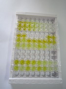 ELISA Kit for Fibroblast Activation Protein Alpha (FAPa)