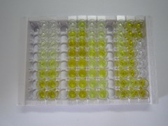 ELISA Kit for Granulin (GRN)