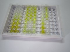 ELISA Kit for Hemopoietic Cell Kinase (HCK)