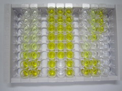 ELISA Kit for Hemicentin 1 (HMCN1)