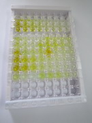 ELISA Kit for Janus Kinase 1 (JAK1)