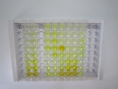 ELISA Kit for L-Plastin (LCP1)