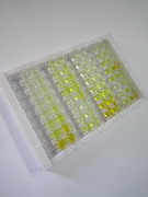 ELISA Kit for Legumain (LGMN)