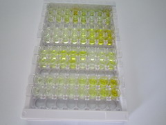 ELISA Kit for Lacritin (LACRT)