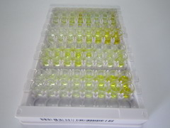 ELISA Kit for Lysyl Oxidase (LOX)