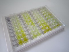 ELISA Kit for Lysyl Oxidase (LOX)