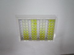 ELISA Kit for Vanin 1 (VNN1)