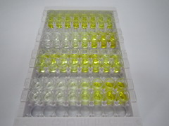 ELISA Kit for X-Box Binding Protein 1 (XBP1)