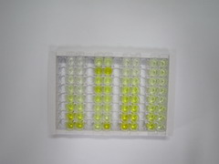 ELISA Kit for Methyl CpG Binding Protein 2 (MECP2)