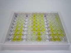 ELISA Kit for Midline 1 (MID1)