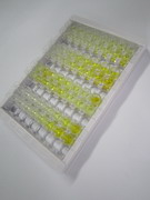 ELISA Kit for Metadherin (MTDH)