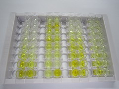 ELISA Kit for Insulin Like Growth Factor Binding Protein 5 (IGFBP5)