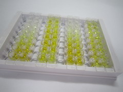 ELISA Kit for Odorant Binding Protein 2A (OBP2A)