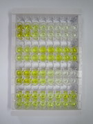 ELISA Kit for Parathyroid Hormone Receptor 1 (PTHR1)