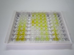 ELISA Kit for Plectin (PLEC)