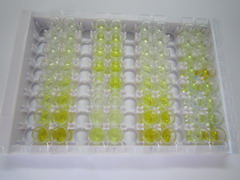 ELISA Kit for Poliovirus Receptor Related Protein 4 (PVRL4)