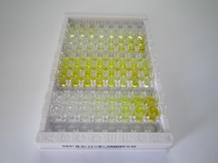 ELISA Kit for Quiescin Q6 Sulfhydryl Oxidase 1 (QSOX1)