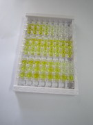 ELISA Kit for Rhodopsin (RHO)