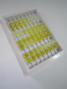 ELISA Kit for Thyroid Stimulating Hormone Receptor (TSHR)