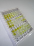 ELISA Kit for Neurotensin Receptor 1, High Affinity (NTSR1)