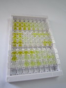 ELISA Kit for Secretogranin V (SCG5)