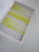 ELISA Kit for Twist Transcription Factor (TWIST)