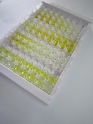 ELISA Kit for Renalase (RNLS)