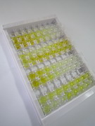 ELISA Kit for Spermine Oxidase (SMOX)