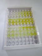 ELISA Kit for Smoothelin (SMTN)