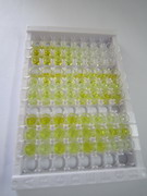 ELISA Kit for Stanniocalcin 1 (STC1)