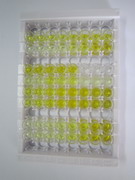 ELISA Kit for Synaptopodin (SYNPO)