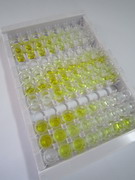 ELISA Kit for Glutamate Decarboxylase 1, Brain (GAD1)