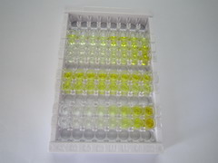 ELISA Kit for Crystallin Alpha B (CRYaB)