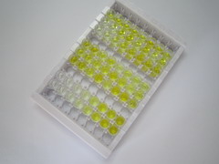 ELISA Kit for Cathepsin B (CTSB)