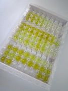 ELISA Kit for Ferritin, Heavy Polypeptide (FTH)