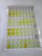 ELISA Kit for Ferritin, Heavy Polypeptide (FTH)