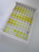 ELISA Kit for Heat Shock 70kDa Protein 8 (HSPA8)