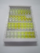 ELISA Kit for Heat Shock 70kDa Protein 8 (HSPA8)