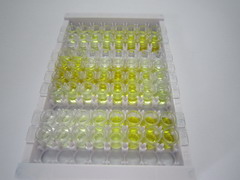 ELISA Kit for Synapsin II (SYN2)