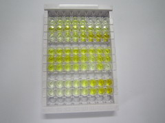 ELISA Kit for Troponin I Type 1, Slow Skeletal (TNNI1)